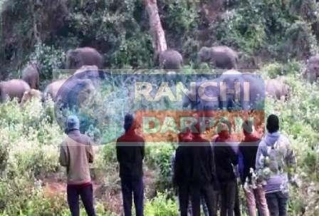 Herd of 26 elephants entered Ormanjhi, panic in villagers, forest department alert