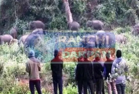 Herd of 26 elephants entered Ormanjhi panic in villagers forest department alert