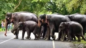 Elephants' havoc from Pithoria to Ormanjhi Crops and houses destroyed