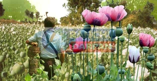 सफेदपोश नक्सली के संरक्षण में स्कूल छोड़ जहर की खेती में जुटे बच्चे