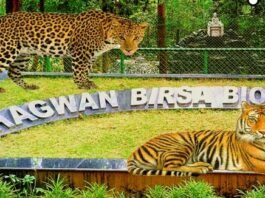 'Jaya' of Bhagwan Birsa Biological Park Ormanjhi passed away, kidney failed