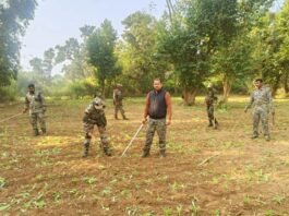 Ranchi Police's big campaign 7 acres of opium cultivation destroyed in Rahe police station area