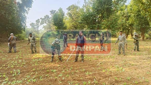 Ranchi Police's big campaign 7 acres of opium cultivation destroyed in Rahe police station area Ranchi Police's big campaign 7 acres of opium cultivation destroyed in Rahe police station area