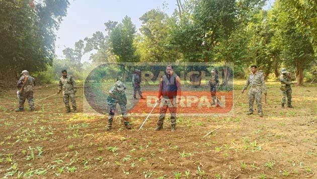 Ranchi Polices big campaign 7 acres of opium cultivation destroyed in Rahe police station area