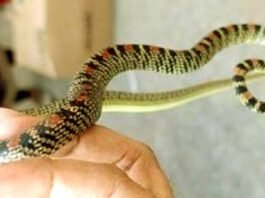 Rare species of flying snake found from Namkum RCH office