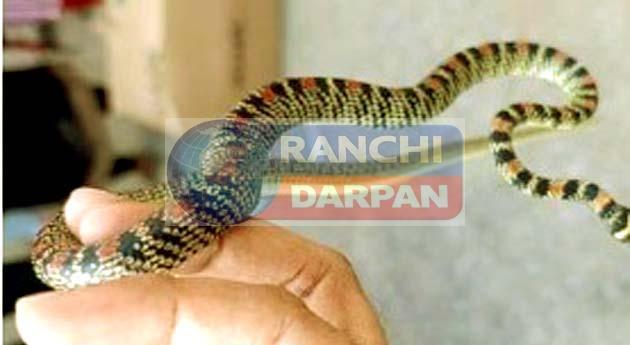 Rare species of flying snake found from Namkum RCH office Rare species of flying snake found from Namkum RCH office