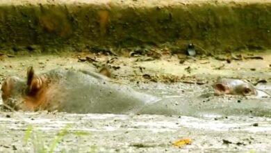 बिरसा जैविक उद्यानः आकर्षण का केंद्र बना हिप्पो लिली का 5वां नवजात 3 Birsa Biological Park: Hippo Lily's fifth newborn becomes the center of attraction