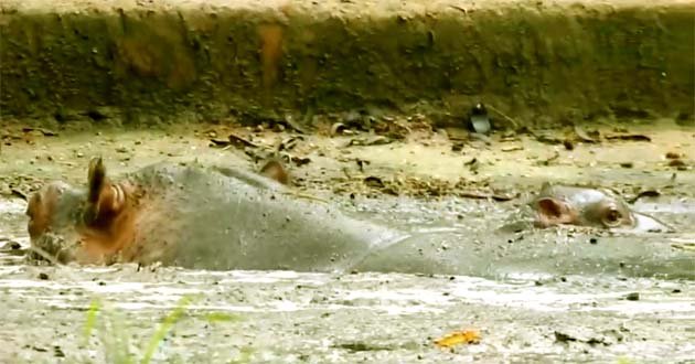 Birsa Biological Park: Hippo Lily's fifth newborn becomes the center of attraction