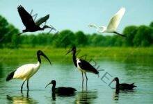 दुर्लभ प्रवासी परिंदों की से चहक उठे झारखंड के जलाशय 5 Jharkhands reservoirs are filled with rare migratory birds