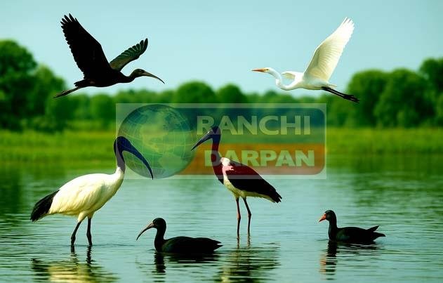 Jharkhand's reservoirs are filled with rare migratory birds