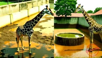 Mishti died due to gross negligence of Birsa Munda Biological Park management 3
