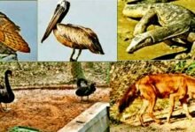 New guests arrive at Bhagwan Birsa Biological Park as part of animal exchange process