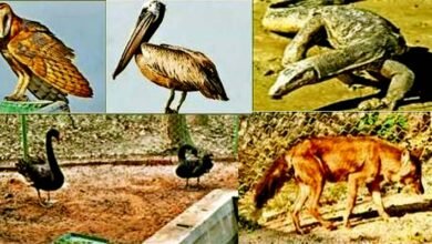 New guests arrive at Bhagwan Birsa Biological Park as part of animal exchange process