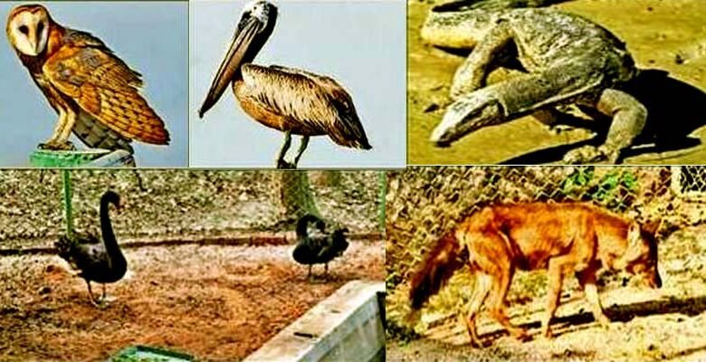 New guests arrive at Bhagwan Birsa Biological Park as part of animal exchange process