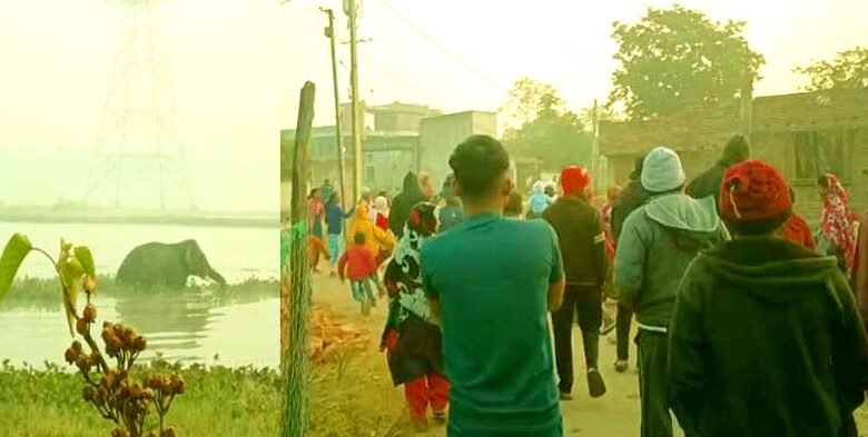 Elephant terror in Chakla area of ​​Ormanjhi two people injured creating an atmosphere of fear among the residents