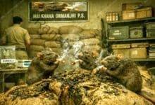 Rats have destroyed marijuana worth one crore rupees in the storeroom of Ormanjhi police station