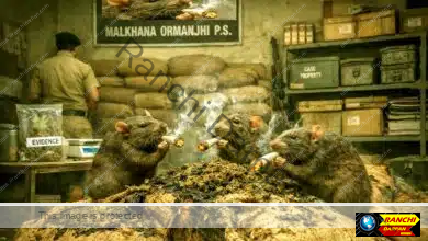 ओरमांझी थाना के मालखाने में चूहे फूंक डाले एक करोड़ का गांजा! 6 Rats have destroyed marijuana worth one crore rupees in the storeroom of Ormanjhi police station