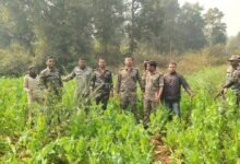 रांची दर्पण रिपोर्ट: अवैध अफीम खेतों के खिलाफ पिठौरिया पुलिस की जबरदस्त कार्रवाई