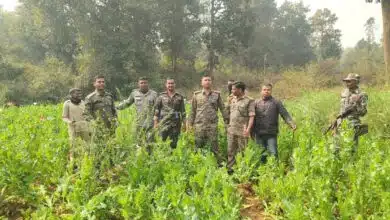 पिठौरिया में पुलिस ने ध्वस्त की दो एकड़ अवैध अफीम की खेती 10 रांची दर्पण रिपोर्ट: अवैध अफीम खेतों के खिलाफ पिठौरिया पुलिस की जबरदस्त कार्रवाई