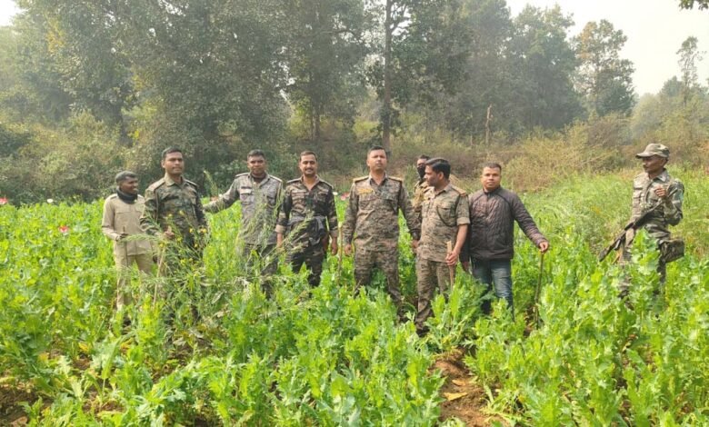 रांची दर्पण रिपोर्ट: अवैध अफीम खेतों के खिलाफ पिठौरिया पुलिस की जबरदस्त कार्रवाई