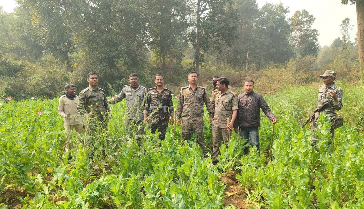 रांची दर्पण रिपोर्ट: अवैध अफीम खेतों के खिलाफ पिठौरिया पुलिस की जबरदस्त कार्रवाई