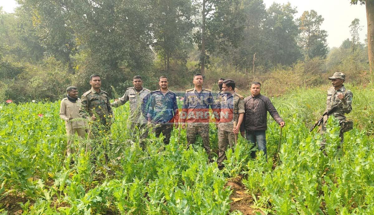 पिठौरिया में पुलिस ने ध्वस्त की दो एकड़ अवैध अफीम की खेती