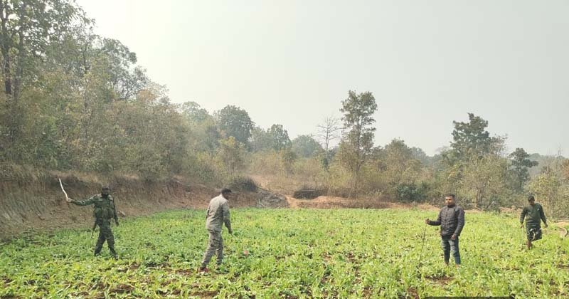 गुप्त सूचना पर छापेमारी: वन क्षेत्र से अफीम की अवैध फसल नष्ट