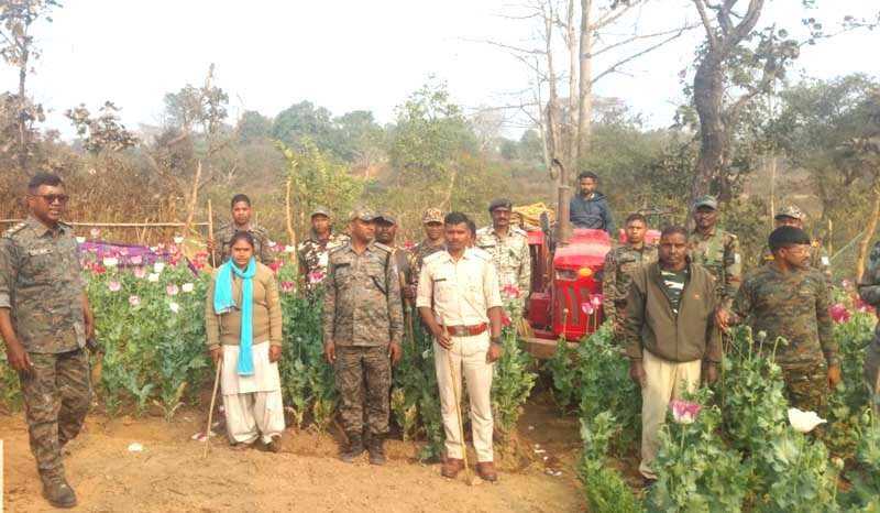 सिल्ली में पुलिस ने 3 एकड़ में लगी अवैध अफीम की खेती पर चलाया ट्रैक्टर 2 छापामारी के दौरान खेतों में खड़ी अफीम की फसल