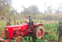 सिल्ली में पुलिस द्वारा ट्रैक्टर से नष्ट की गई अवैध अफीम की फसल