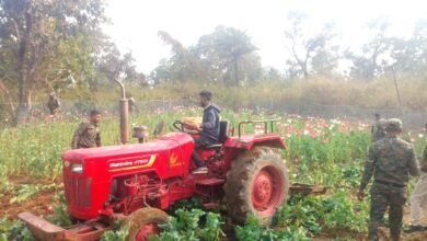 सिल्ली में पुलिस ने 3 एकड़ में लगी अवैध अफीम की खेती पर चलाया ट्रैक्टर 2 सिल्ली में पुलिस द्वारा ट्रैक्टर से नष्ट की गई अवैध अफीम की फसल