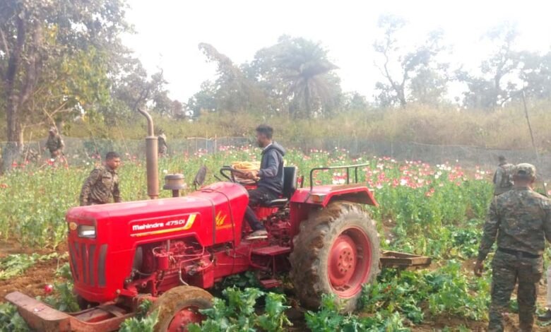 सिल्ली में पुलिस ने 3 एकड़ में लगी अवैध अफीम की खेती पर चलाया ट्रैक्टर 1 सिल्ली में पुलिस द्वारा ट्रैक्टर से नष्ट की गई अवैध अफीम की फसल