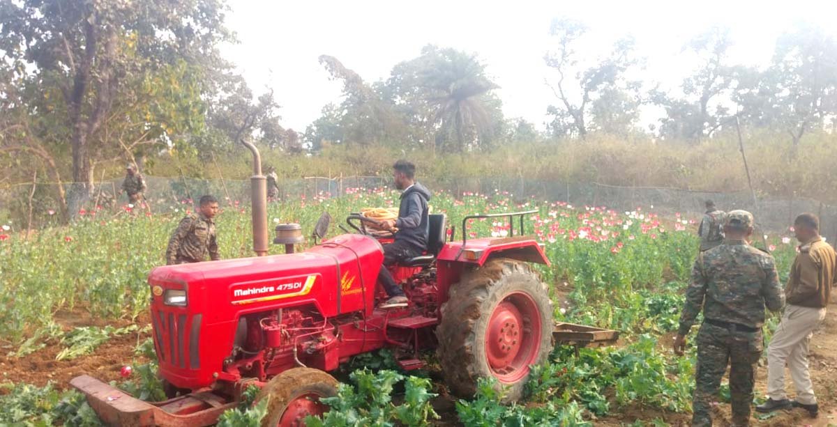 सिल्ली में पुलिस द्वारा ट्रैक्टर से नष्ट की गई अवैध अफीम की फसल