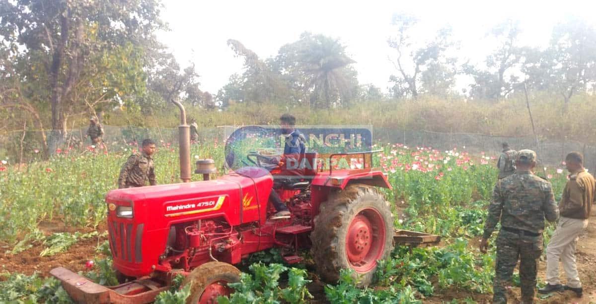 सिल्ली में पुलिस ने 3 एकड़ में लगी अवैध अफीम की खेती पर चलाया ट्रैक्टर
