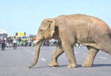 wild elephant ranchi streets hatiya