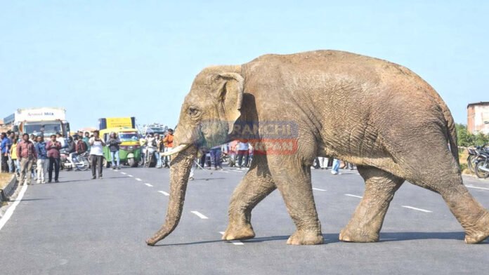 Elephant Strays Ranchi City: रांची की सड़क पर गजराज, समझिए दोतरफा खतरे की घंटी wild elephant ranchi streets hatiya