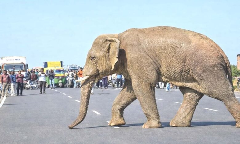 Elephant Strays Ranchi City: रांची की सड़क पर गजराज, समझिए दोतरफा खतरे की घंटी 1 wild elephant ranchi streets hatiya
