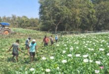 झारखंड में ड्रोन से पोस्ता ढूँढकर नष्ट करना