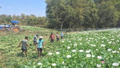 CRPF ने नामकुम में 4 एकड़ अवैध अफीम की खेती नष्ट की, अभियान जारी 7 झारखंड में ड्रोन से पोस्ता ढूँढकर नष्ट करना