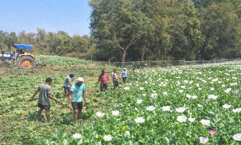 झारखंड में ड्रोन से पोस्ता ढूँढकर नष्ट करना