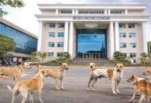 ranchi nagar nigam dog shelter home 2000 capacity