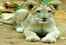 Lion Cub Born in Bhagwan Birsa Biological Park Ranchi