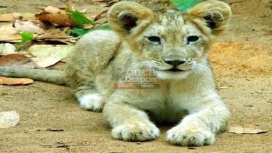 भगवान बिरसा जैविक उद्यानः 4 माह की ‘अभय-सबरी’ पुत्र शावक बनी आकर्षण केन्द्र, व्याकुल हुए दर्शक 2 Lion Cub Born in Bhagwan Birsa Biological Park Ranchi
