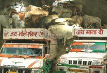 , Ormanjhi police raid West Bengal cattle smuggling