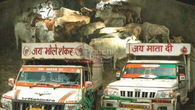 , Ormanjhi police raid West Bengal cattle smuggling