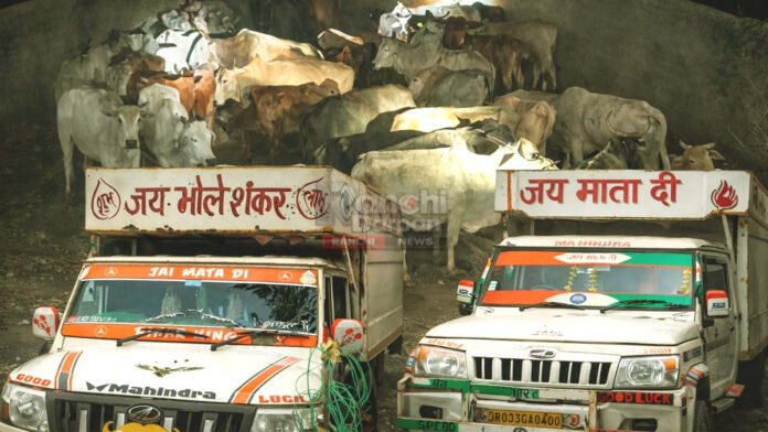 , Ormanjhi police raid West Bengal cattle smuggling