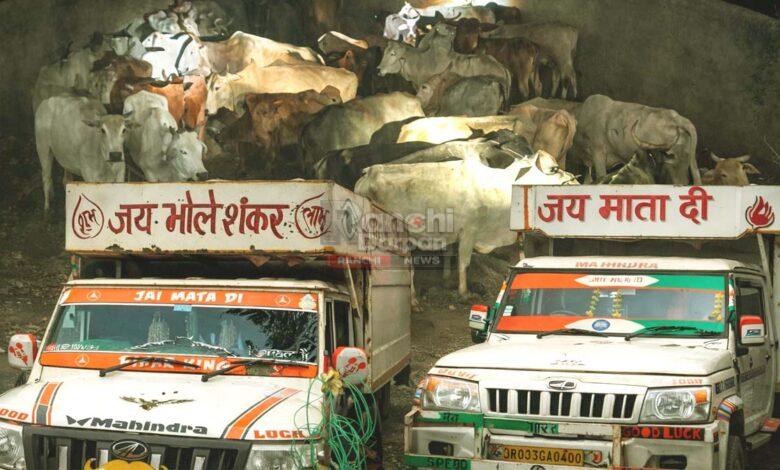 , Ormanjhi police raid West Bengal cattle smuggling
