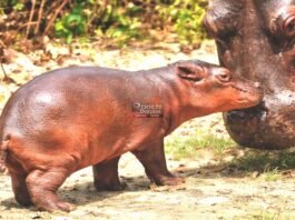 Bhagwan Birsa Biological Park