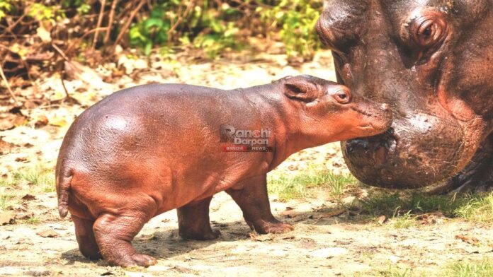 ओरमांझी जू में खुशखबरी: दरियाई घोड़े के घर आया नन्हा मेहमान, संख्या 10 हुई Bhagwan Birsa Biological Park